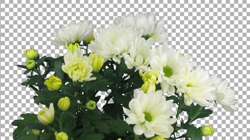 Time-lapse of opening white chrysanthemum flower with ALPHA channel
