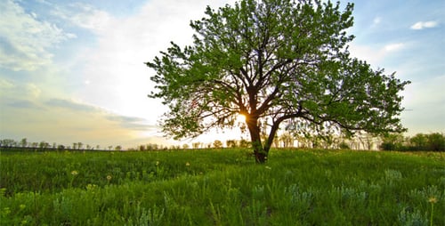 Solitary Tree Standing in Grassy Field at Sunrise