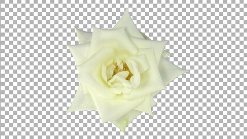 Time-lapse of opening white Bianca rose with ALPHA channel