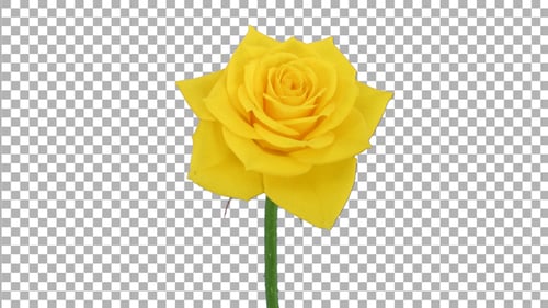 Time-lapse of opening yellow Golden Gate rose with ALPHA channel