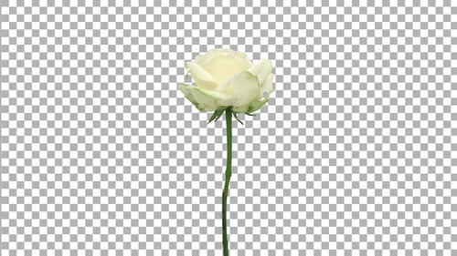 Time-lapse of dying white Four Seasons rose with ALPHA channel