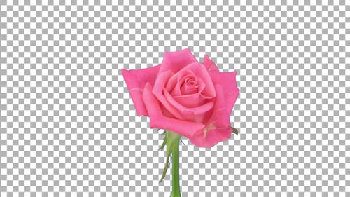 Time-lapse of opening pink Carat rose with ALPHA channel