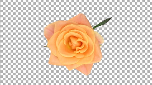 Time-lapse of opening orange Bonanza rose with ALPHA channel, top view