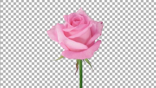 Time-lapse of opening pink Blushing Akito rose with ALPHA channel