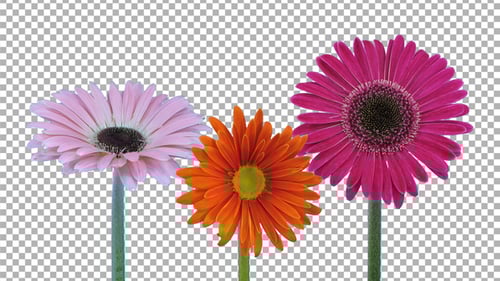 Time lapse of opening gerbera flowers with ALPHA channel