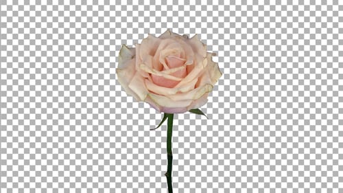 Time lapse of dying bone pink Talea rose with ALPHA channel