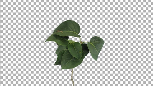 Time lapse of drying Lilac leaves with ALPHA channel