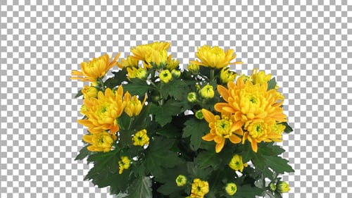 Time-lapse of opening Durango chrysanthemum flower with ALPHA channel