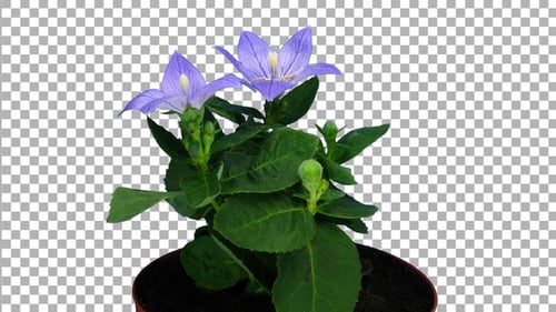 Time-lapse of opening blue Campanula flower with ALPHA channel