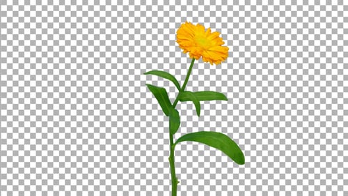 Zeitraffer beim Öffnen der Ringelblumenblüte mit ALPHA