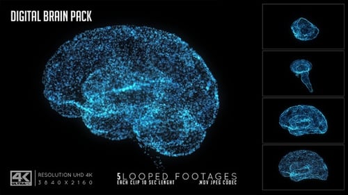 Digital Brain