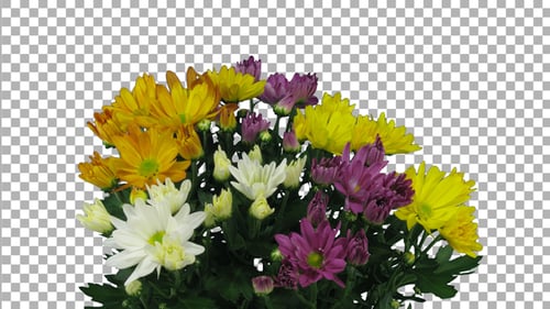 Time-lapse of opening multicolor chrysanthemum flowers with ALPHA channel