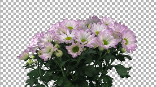 Time-lapse of opening pink chrysanthemum flower buds with ALPHA channel