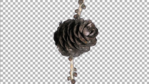Time-lapse of opening larch tree cone with ALPHA channel