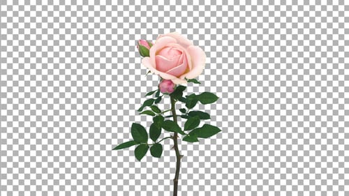 Time-lapse of opening and dying pink Polka rose with ALPHA channel
