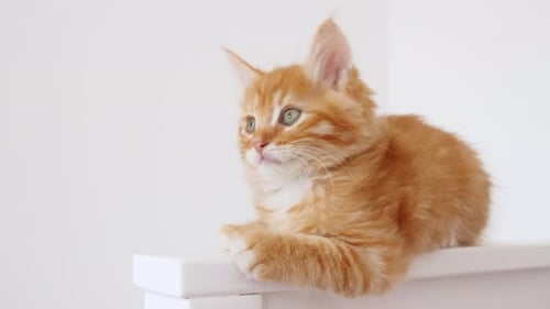Cute Orange Kitten Resting Indoors in Close Up