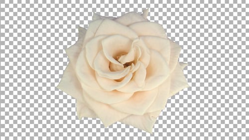 Time lapse of opening bone white Medeo rose with ALPHA channel, top view