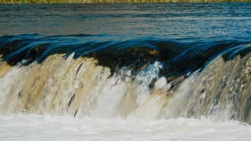 Poisson volant dans la cascade de Kuldiga sur les rapides de Venta