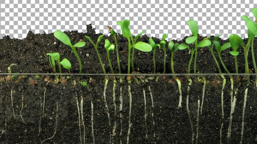 Time lapse of growing alfalfa vegetables and roots with ALPHA channel