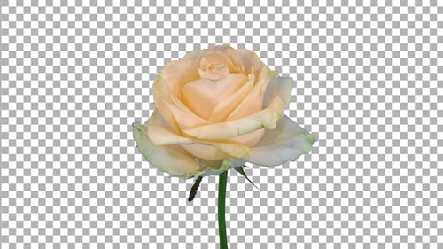 Time lapse of dying Peach Avalanche rose with ALPHA channel