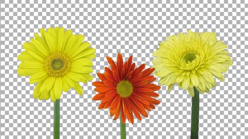 Time lapse of opening gerbera flowers with ALPHA channel