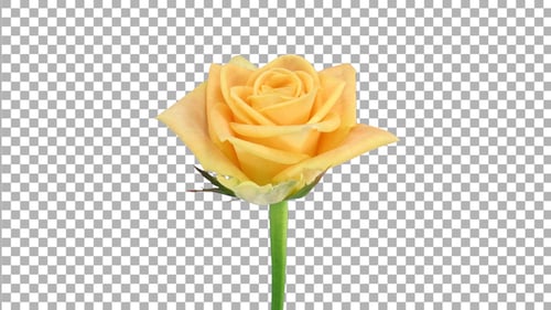 Time lapse of opening yellow Prairie rose with ALPHA channel