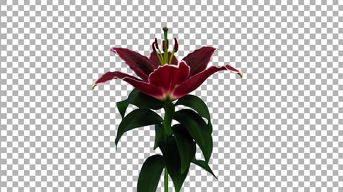 Time lapse of growing, opening and rotating red stargazer lily flower with ALPHA channel