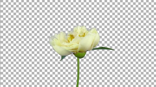 Time lapse of opening and rotating white Peony flower with ALPHA channel