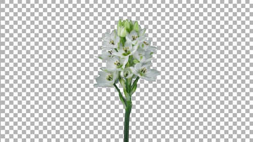 Time lapse of growing, opening and rotating white african lily flower with ALPHA channel