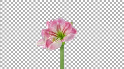 Time lapse of growing and rotating Candy Floss amaryllis flower with ALPHA channel