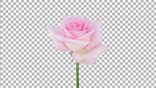 Time lapse of opening pink Sweet Akito rose with ALPHA channel