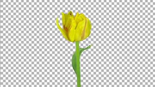 Time lapse of growing, opening and rotating yellow tulip with ALPHA channel