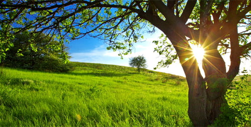 Pastoral Meadow with Tree and Sunlight