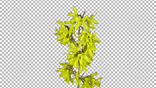 Durée d'ouverture des fleurs de forsythia avec canal ALPHA