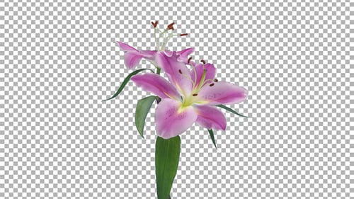 Time lapse of opening two pink and white lily blossoms with ALPHA channel