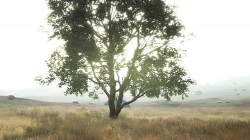 Old Linden Tree on Autumn Hill Meadowy