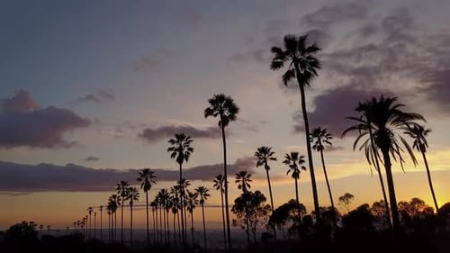 Luftbild von Palmen und Sonnenuntergang