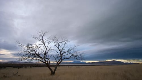 Timelapse of single tree in open grassy field as clouds move by