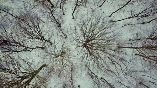 Aerial view of bare winter forest.