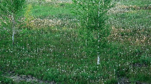 Wiese mit Löwenzahn
