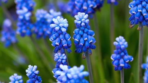 Bee Pollinating Blue Grape Hyacinth Flowers in Spring