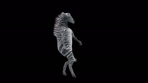 Dancing Zebra Animated Loop on Black Background