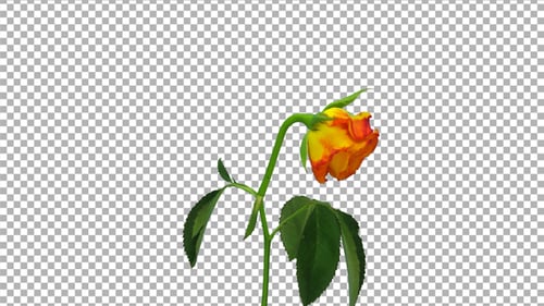 Time-lapse of dying Eldorado rose with ALPHA channel