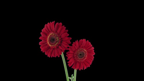 Red Gerbera Flowers Blooming in Time-Lapse