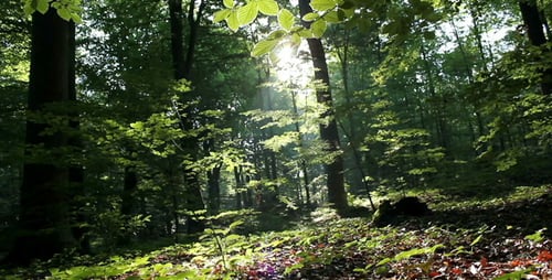 Mystic Forest