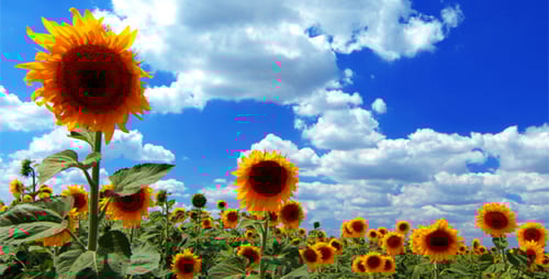 Sunflower Field Basking Under a Blue Cloudy Sky