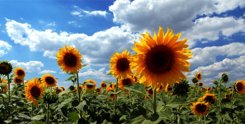 Flowering Sunflowers