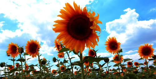 Flowering Sunflowers