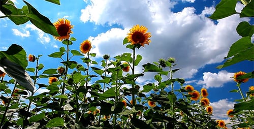 Flowering Sunflowers