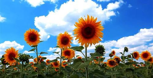 Flowering Sunflowers